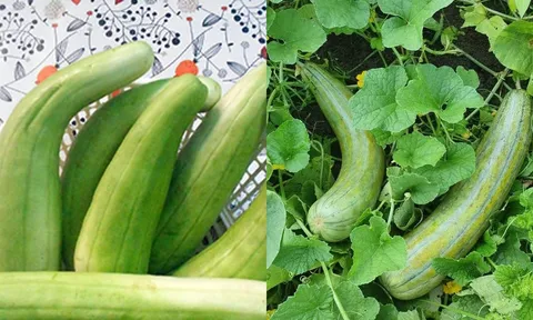 Ít ai ngờ loại quả quê này lại “gây sốt” mỗi mùa hè