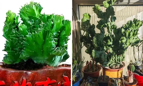 Người xưa truyền lại: Trong nhà nuôi "Thần thú" điềm lành xuất hiện chiêu tài, giữ lộc