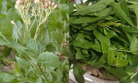 Từ hàng rào quê đến mâm cơm phố: Loại rau vị đắng lạ đang khiến nhiều người “nghiện”