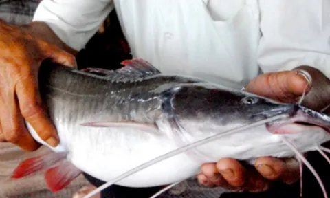 Loài cá có đuôi đỏ rực càng chăm càng bự, nuôi 12 tháng cho thu hoạch giúp nông dân đổi đời, vươn lên làm giàu