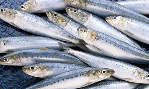 11 loại cá "vô địch DHA", tốt cho não giúp sáng mắt, ở chợ Việt bán đầy, từ 15.000 đồng là mua được