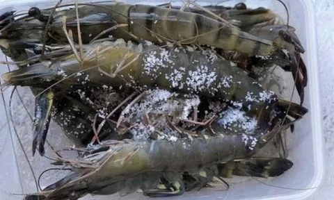 Tôm mua về đừng cho ngay vào tủ lạnh là dại, trộn thêm 1 nguyên liệu tôm để lâu vẫn ngon ngọt, chắc thịt