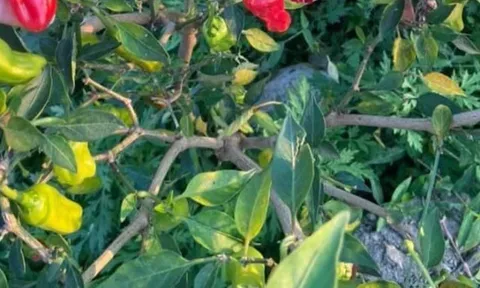 Loại quả "tốt nhất thế giới" chỉ có ở Lai Châu, thành đặc sản nổi tiếng được ưa chuộng, trồng 3 tháng cho thu hoạch