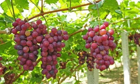 5 loại quả càng ăn càng tích mỡ bụng