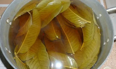 5 người tuyệt đối không nên uống nước lá ổi: Càng uống càng sinh bệnh