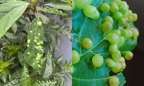 Lá sung có nốt sần có ăn được không?