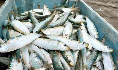 Ít ai biết đây là 2 loại cá quen mặt, bán đầy ở chợ Việt, giá vài chục nghìn/kg, được đánh giá "tốt nhất thế giới"