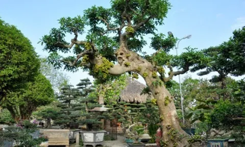 Cây ăn quả quen thuộc ở quê lên chậu thành bonsai đẹp lạ, được săn lùng vì ý nghĩa phong thủy, có cây giá 10 tỷ đồng