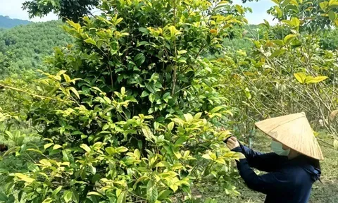 Nghề lạ ở Việt Nam: Loài hoa nở theo mùa trước chẳng ai ngó ngàng nay thành đặc sản tiền triệu, giúp người dân làm giàu