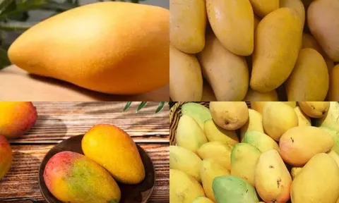 Trắc nghiệm tâm lý: Trong 4 quả xoài này, bạn thấy quả nào chín ngọt nhất?