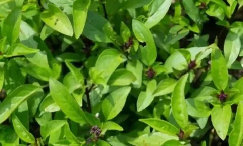 Cây dại mọc bờ rào xưa không ai ngó ngàng nay thành đặc sản khoái khẩu, trồng 2 tháng cho thu hoạch, 90.000 đồng/kg