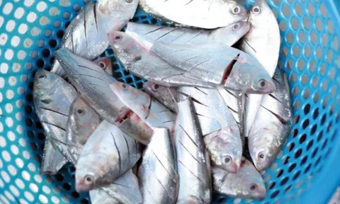 Cá ‘bình dân’ bán đầy chợ Việt được Mỹ đánh giá tốt nhất thế giới: Ăn đúng cách giảm đột quỵ, bổ tim