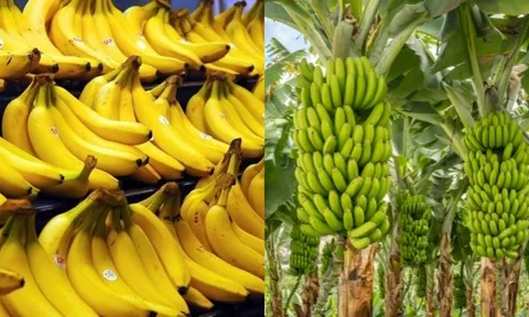 Loại quả quen thuộc ở Việt Nam được chuyên gia Mỹ đánh giá cao: Hỗ trợ ngủ ngon, sản lượng hàng triệu tấn