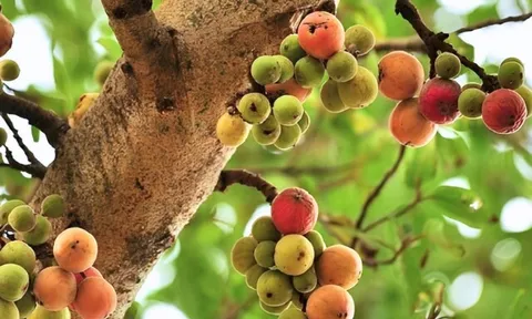 10 loại quả giá rẻ nhưng là "kho báu" dinh dưỡng tốt cho bà bầu, được bán đầy chợ Việt với giá từ 5.000 đồng/kg