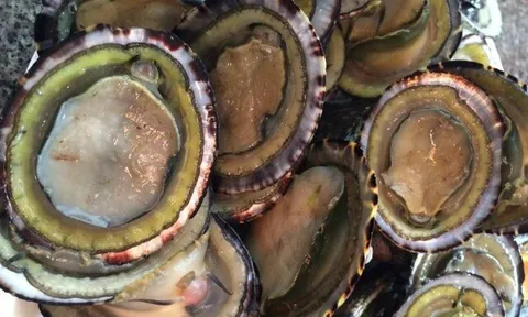 Đặc sản nghe tên "ngượng đỏ mặt", xưa không ai ngó ngàng nay thành món khoái khẩu 350.000 đ/kg, thu hoạch bán quanh năm