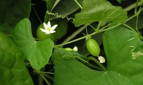 Loại quả xưa không ai ngó ngàng, nay thành đặc sản có hương vị đặc biệt, dân thành phố "săn lùng" khắp nơi