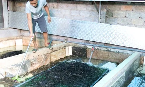 Nuôi con không chân, xưa phải lặn ngụp dưới bùn thu hoạch, nay “lên đời” thả trong bể xi măng, nông dân thu lãi hậu hĩnh