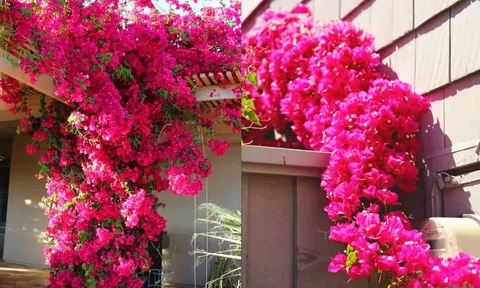 3 loại nước tưới giúp hoa giấy nở rực rỡ quanh năm