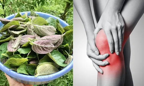 Cách dùng lá mơ lông giảm đau xương khớp