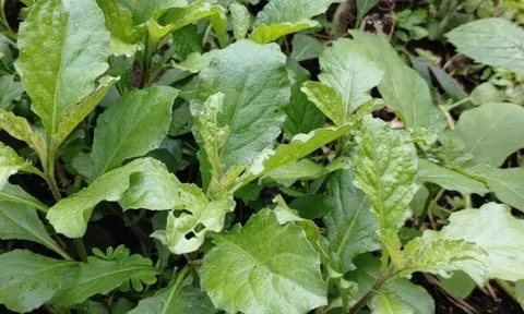 Cây dại có vị đắng nay thành đặc sản được ưa chuộng 60.000 đồng/kg, hái bán quanh năm
