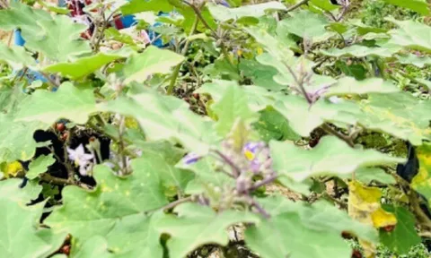 Loại quả đắng ngắt xưa dành cho "người nghèo", nay thành đặc sản 120.000 đồng/kg, trồng một lần hái bán quanh năm