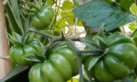 Loại quả "tốt nhất thế giới" chỉ có ở Sơn La, trồng 3 tháng cho thu hoạch, thành đặc sản tốt cho sức khoẻ