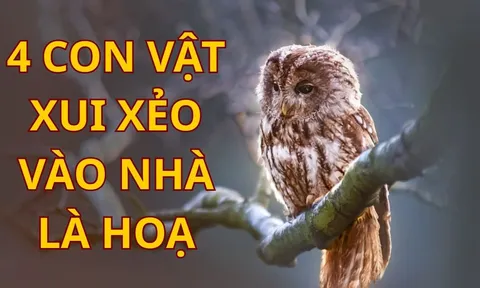 4 con vật xui xẻo bước vào nhà bạn nên hóa giải kẻo hao tài