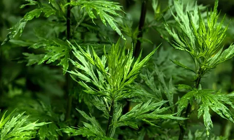 5 loại cây trấn trạch, vừa thu hút phú quý, vừa là thuốc quý như sâm