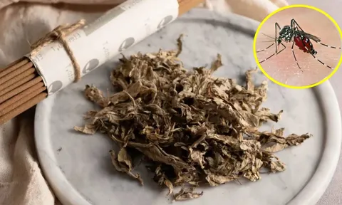 Đặt nắm lá này trong phòng, muỗi chạy sạch, nhà lúc nào cũng thơm tho