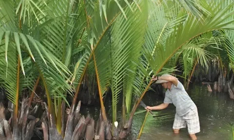 Thứ cây mọc dại dầm mình dưới nước giúp nông dân đổi đời, trồng một lần thu hoạch 10 năm, từ lá đến quả đều kiếm ra tiền