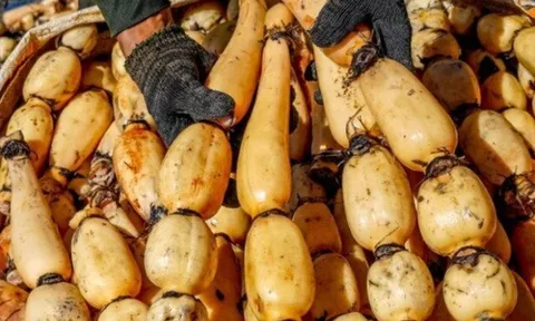 Loại củ giá chỉ 30.000 đồng/kg, được ví là “nhân sâm dưới nước” bán đầy ngoài chợ, nấu món nào cũng ngon