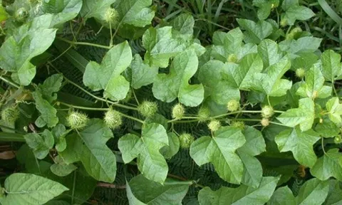 Cây leo bờ rào ở quê có vị đắng nay thành đặc sản hương vị lạ được ưa chuộng, hái bán quanh năm, 70.000 đồng/kg