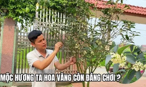 Loại cây hợp cả 5 mệnh, trồng nhà nào nhà đấy lộc về đều tay