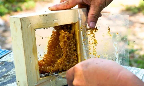 Nuôi loài vật chăm chỉ nhất nhì thế giới, cứ 6 tháng cho thu hoạch thành phẩm, người nông dân vươn lên làm giàu