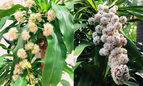 3 loại cây trồng trước nhà giúp trấn trạch, hút tài lộc, tăng vượng khí