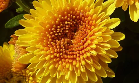 Trồng 5 loại cây vượng khí trước mộ tổ tiên: Đẹp mắt, mang lại may mắn