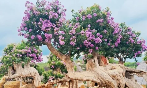 Cây mọc dại nở hoa cực đẹp "lên chậu" thành bonsai, trưng vừa độc lạ vừa hợp phong thủy, có cây giá tiền tỷ