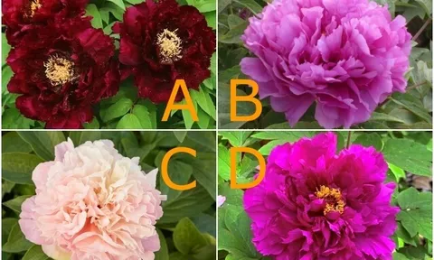 Trắc nghiệm: Người anh ấy yêu nhất có phải là bạn? Hãy chọn một bông hoa mẫu đơn để biết đáp án