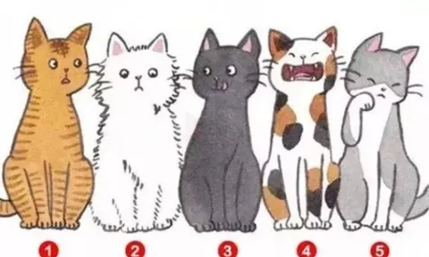 Trắc nghiệm tâm lý: Bạn thấy chú mèo nào đáng yêu nhất?