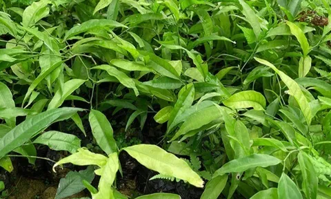 Cây dại mọc bờ bụi "ngọt như mì chính", nay thành đặc sản giá 200.000 đồng/kg, trồng một lần hái bán nhiều năm