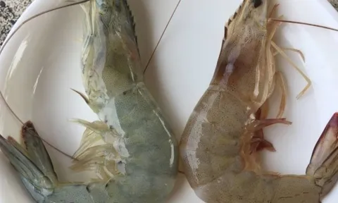 Cách phân biệt tôm nuôi và tôm tự nhiên chuẩn nhất 2026: Mẹo đơn giản ai cũng làm được