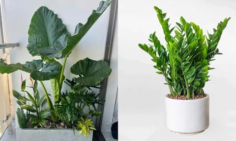 Trồng 5 loại cây này 2026, đến 2027 đón tài lộc dồi dào: Dễ chăm, hút may mắn, tiền bạc tự tìm đến