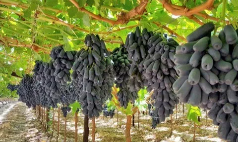 Trồng loại nho hình thù kỳ lạ như ngón tay, là đặc sản được du khách mê tít, người dân vươn lên làm giàu