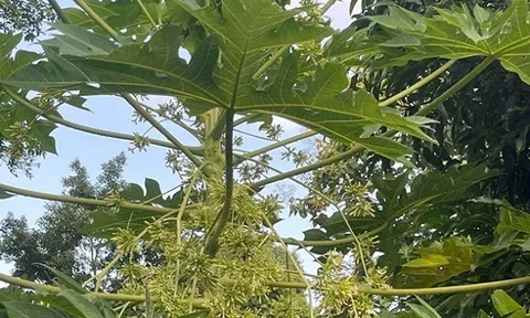 Cây mọc bờ rào có vị đắng ngắt, xưa rụng vứt đi nay thành đặc sản 300.000 đồng/kg, trồng 8 tháng cho thu hoạch