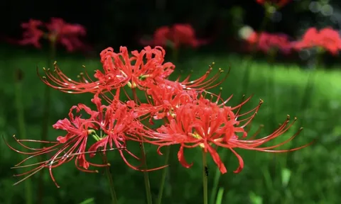 5 loại hoa Thần Tài 'cực ghét', trồng trong nhà gây hao tài, khó Kiếm Tiền