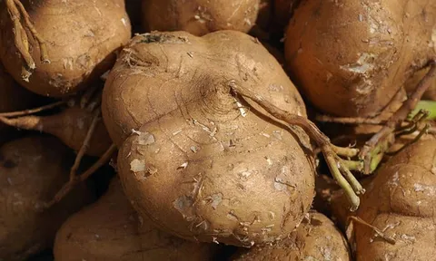 5 người không nên ăn củ đậu