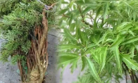 Cây đinh lăng được ví như “thần giữ của”: Vị trí trồng chuẩn phong thủy giúp hút tài lộc, may mắn