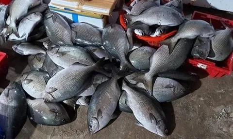 Đặc sản chỉ có ở Quảng Ngãi nghe tên rất lạ, xưa không ai ngó ngàng nay bán 200.000 đ/kg, nhiều người săn lùng