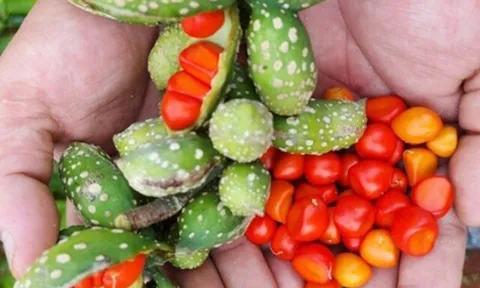 Loại quả xưa rụng đầy không ai nhặt, nay là đặc sản chị em lùng tìm, giá lên đến 3 triệu/kg vẫn đắt khách