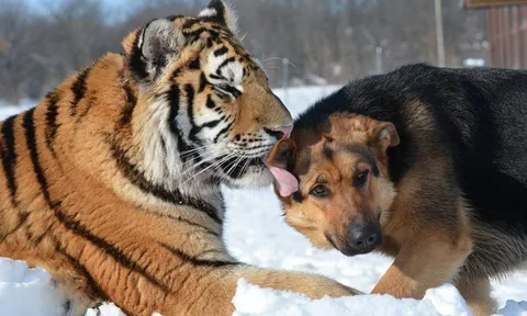 Càng khó càng bật: 3 tuổi gặp nghịch cảnh lại bứt phá mạnh mẽ, vận trình đảo chiều bất ngờ